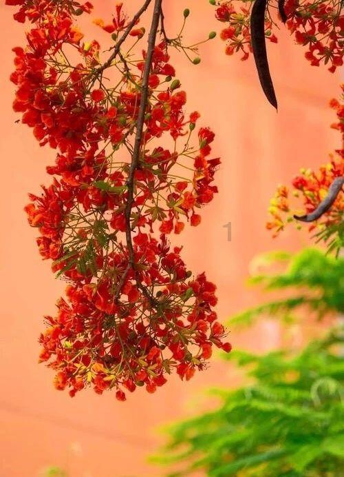 打呀么打飞机